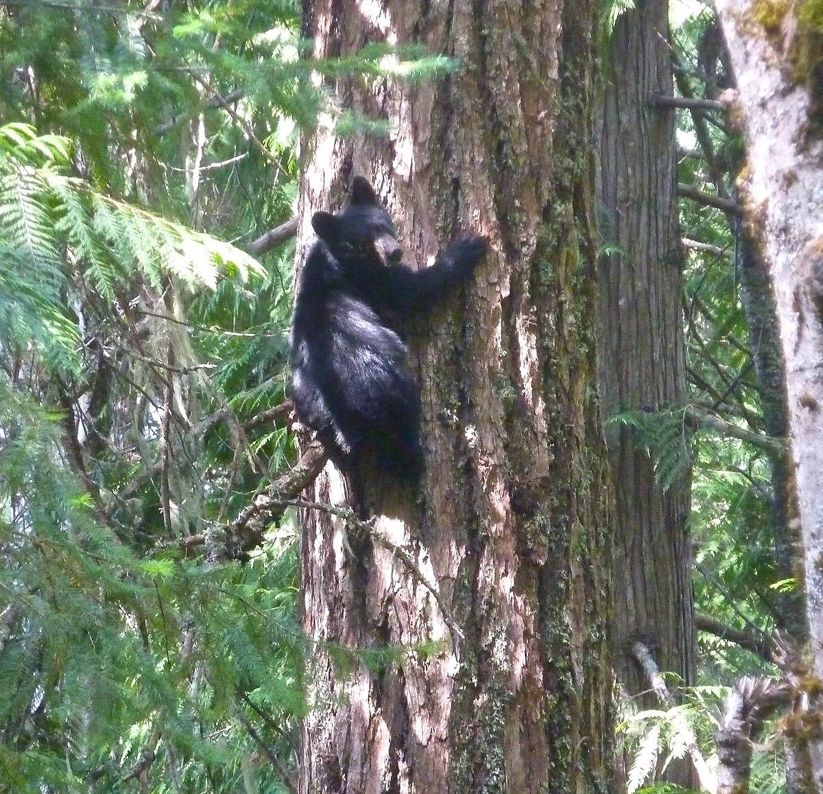A black bear cub.   © Jim Henterly