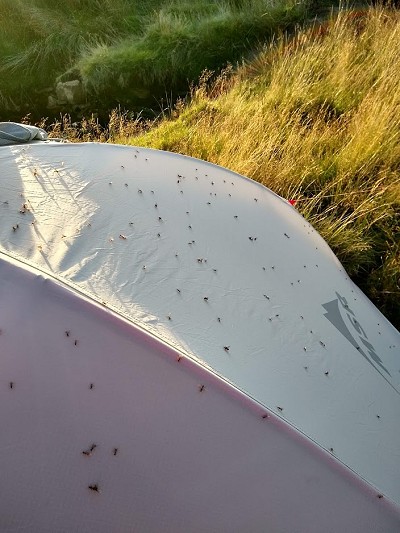 A good tent for insect-y places   © Toby Archer