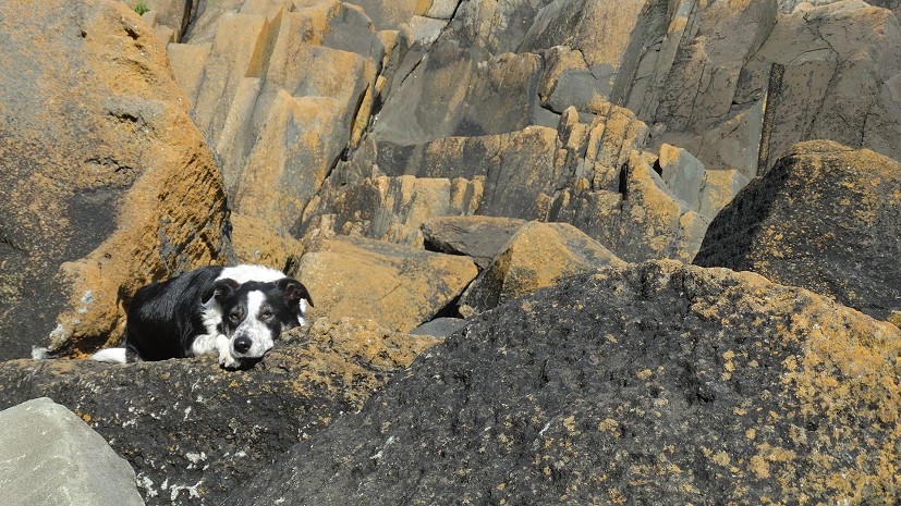 Tess enjoying some coastal rock at Porth Ysgo.  © Pete Edwards