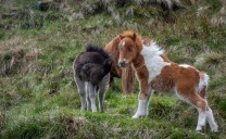 Shetland ponies on Tryfan, May 2019.