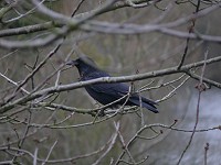 Raven  © generalising - licensed under CC BY-SA 2.0