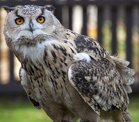 Eagle Owl  © ahisgett - licensed under CC BY 2.0
