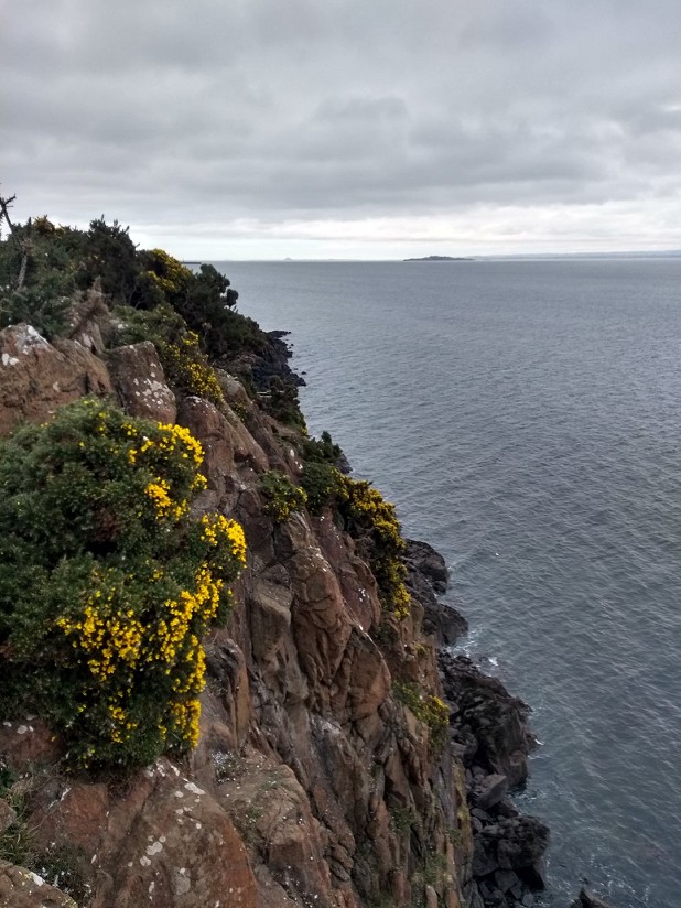 Between fierce green prickles, the gorse flowers radiant yellow  © Anna Fleming
