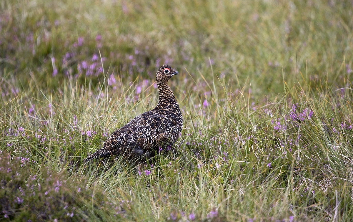 Grouse on the Alvie Estate  © Perth Picture Agency