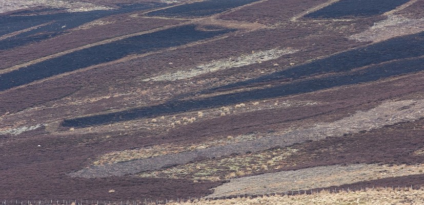 Far from being natural, grouse moors are a heavily managed, denuded landscape  © REVIVE