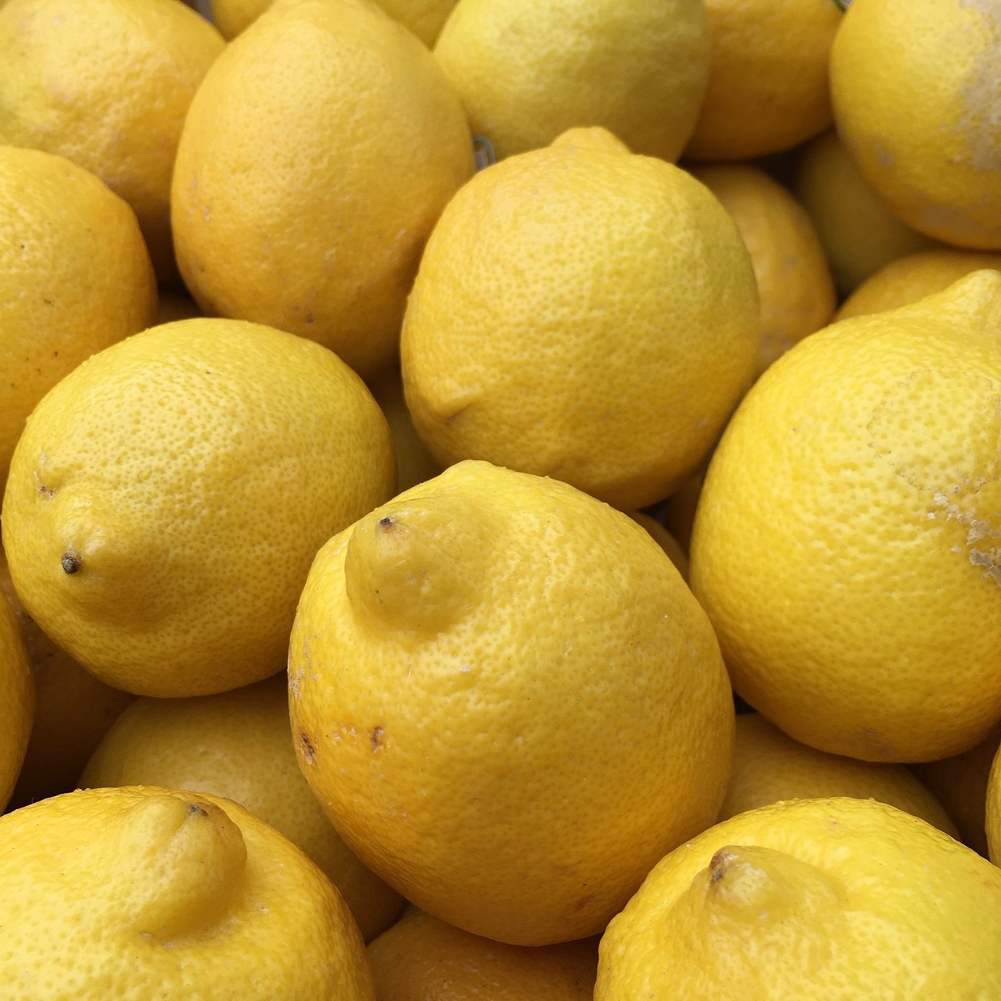 Lemons.  © Sarah-Jane Dobner