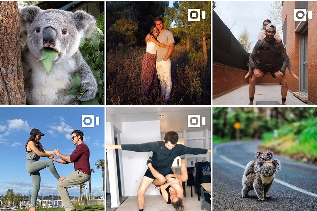 The koala's expression says it all...  © UKC Articles