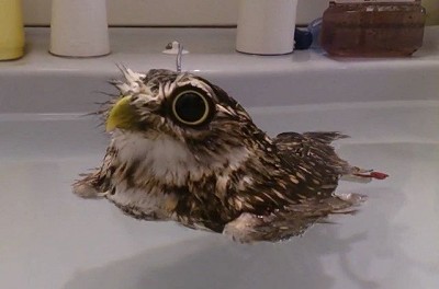 Owl in a bath.   © Clauso