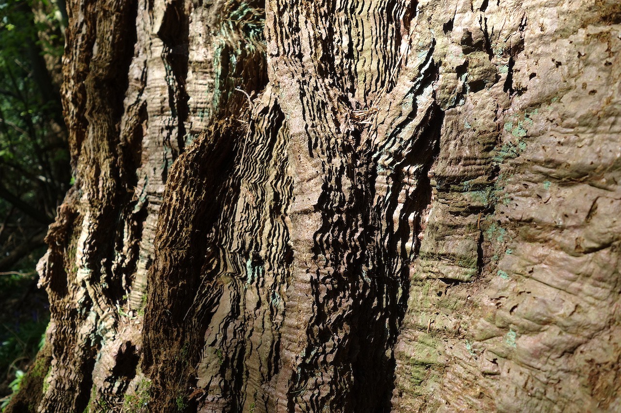 Textured trees - perfect for climbing.  © Anna Fleming