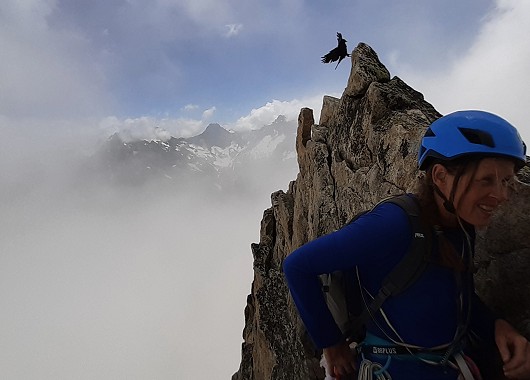 An alpine chough hogging the summit from Paula  © robbiebrookie