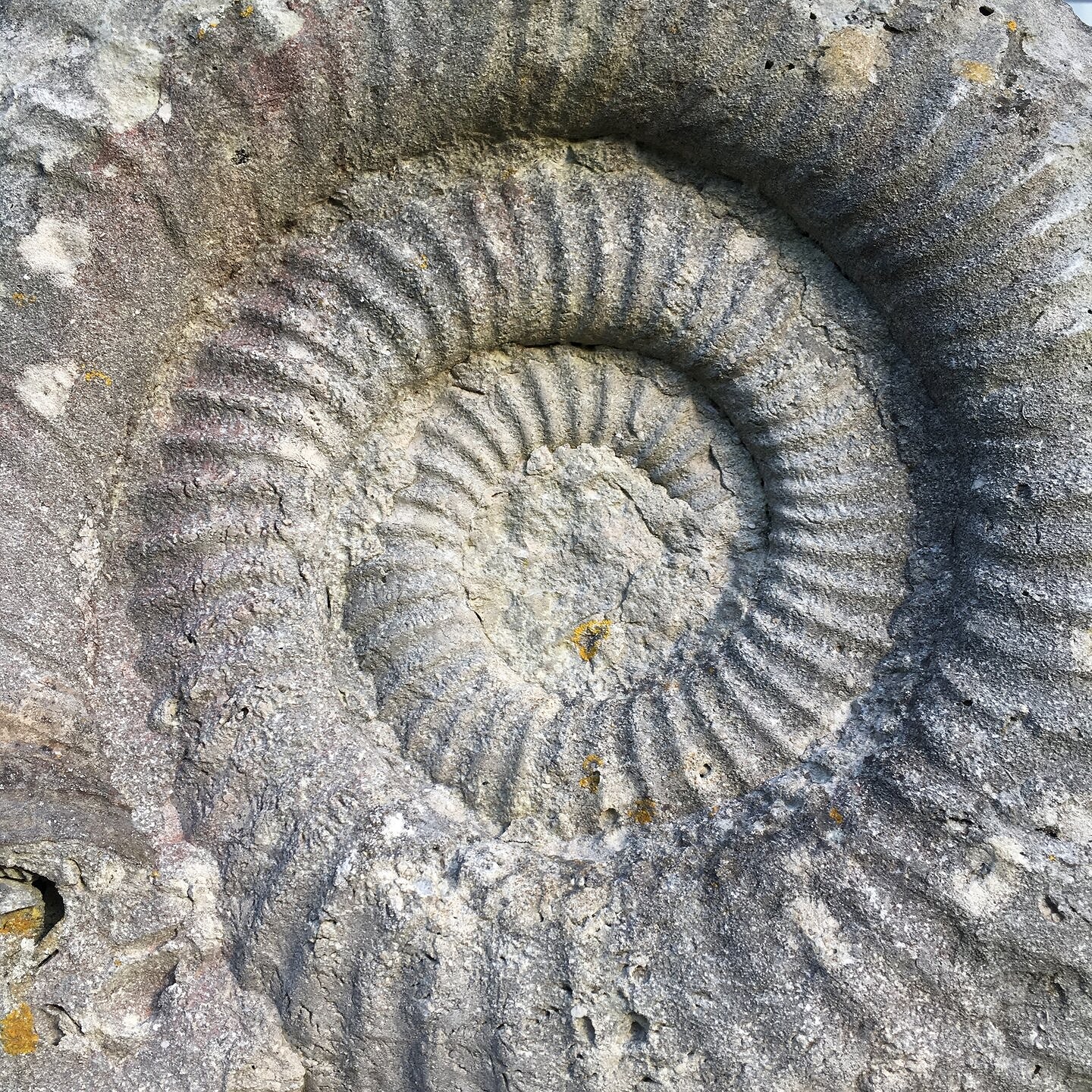 Portland ammonite.  © Sarah-Jane Dobner