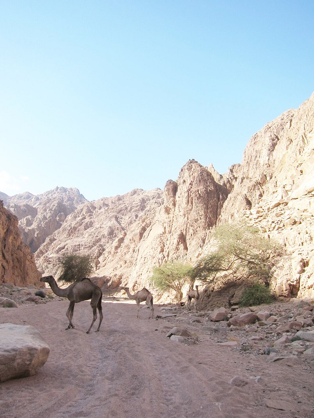 Camels in the Wadi  © Fred Stone Collection