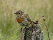 A rather tame Robin on Dartmoor