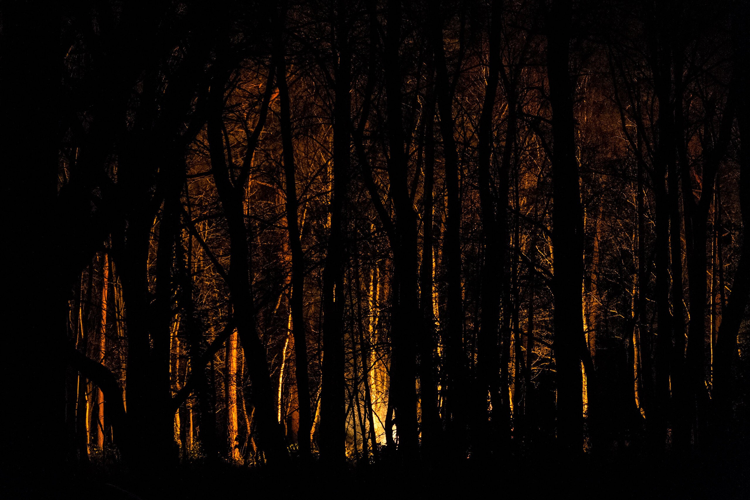 Lightning exploded between the trees, casting garish shadows  © Alex Roddie