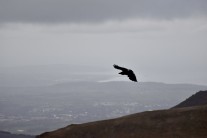 A bird flies over the Ogwen valley. The Menai straight and Anglesey in the background.