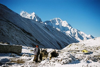 Yak girl starts her trip home in the snow - Everest region Nepal  © Dean