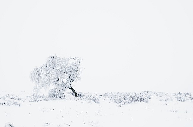 A wind swept tree on Burbage Moor  © Nick Brown - UKC