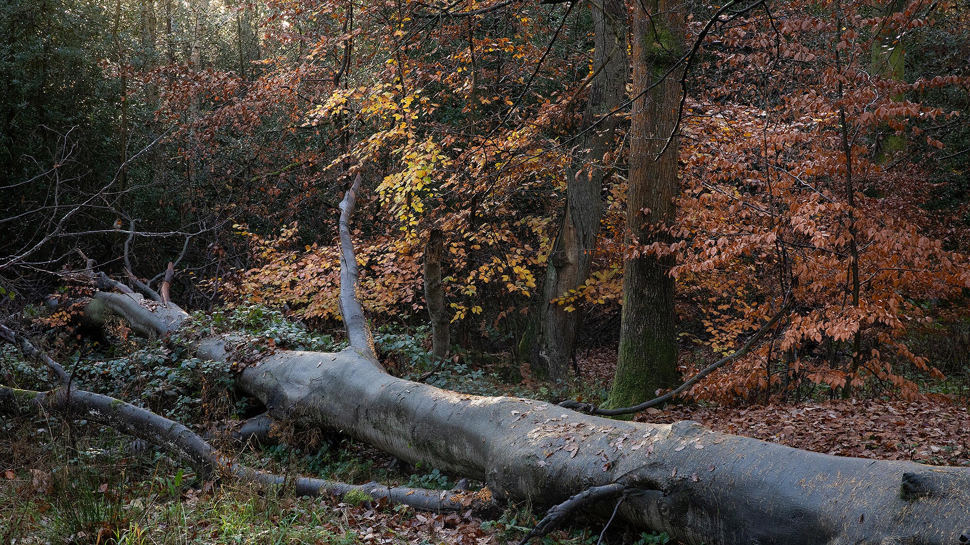 The nearby Ecclesall Woods is often a colourful continuation of the route  © Nick Brown - UKC