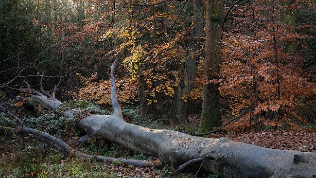 The nearby Ecclesall Woods is often a colourful continuation of the route  © Nick Brown - UKC