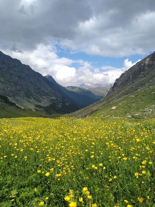 High alpine flower meadows aplenty  © Mike Coppock
