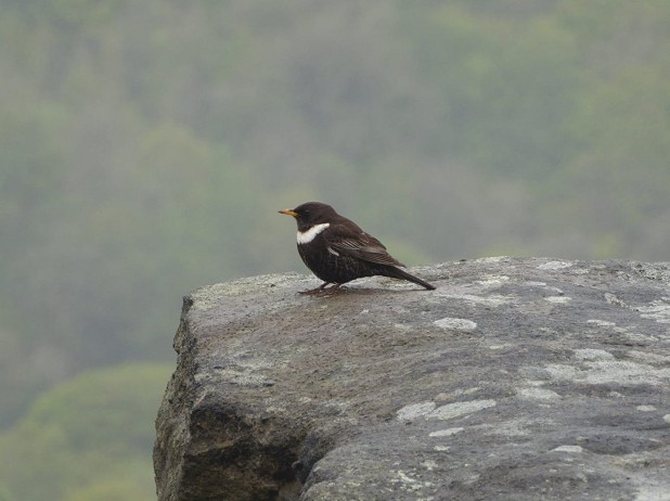 A Ring Ouzel looking pretty cheesed off on a wet morning  © Kim Leyland
