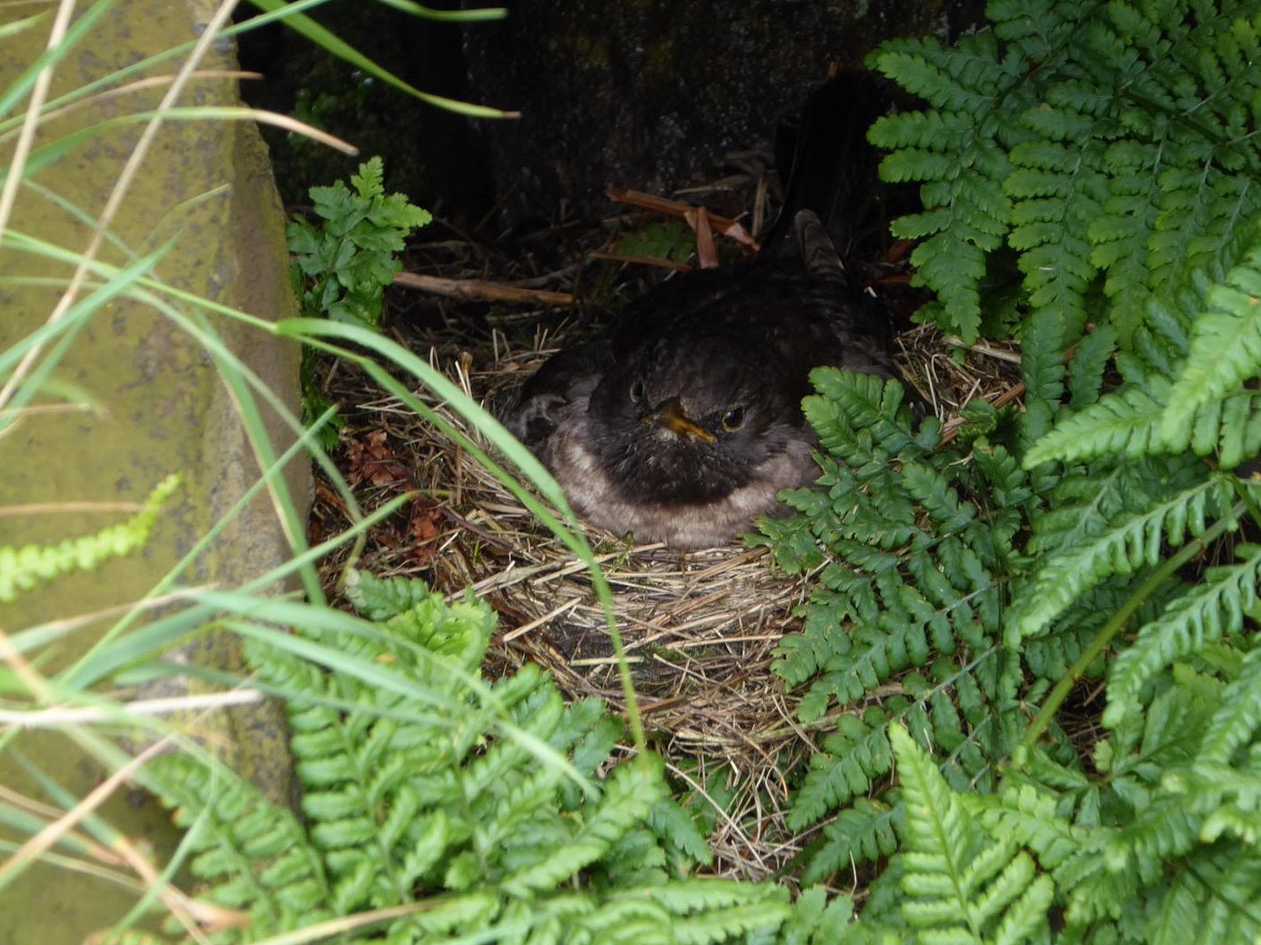 A female Ring Ouzel on the nest   © Kim Leyland