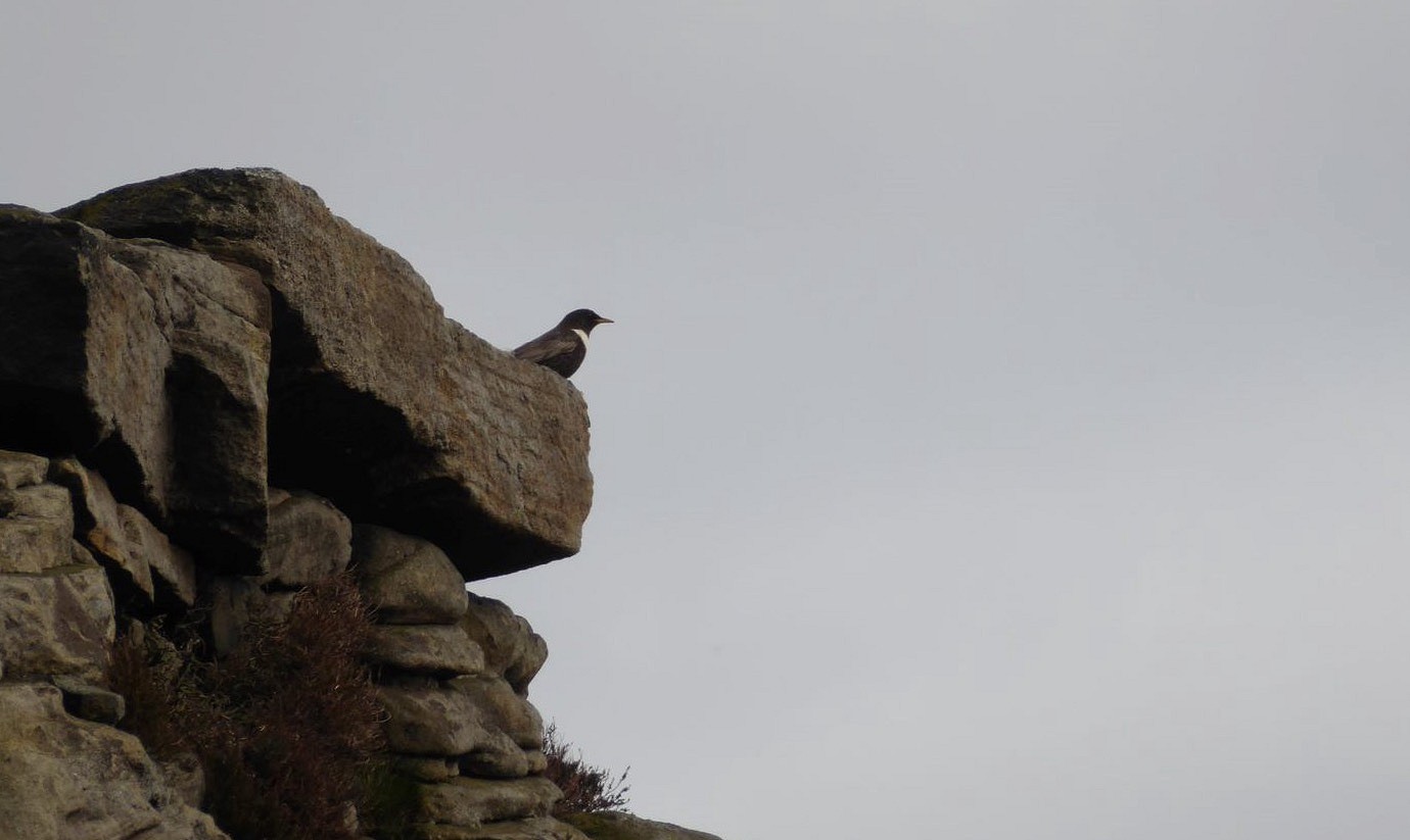 Male Ring Ouzels are often seen (and heard) calling from a prominent position, either on top of the crag or a boulder nearby  © Kim Leyland