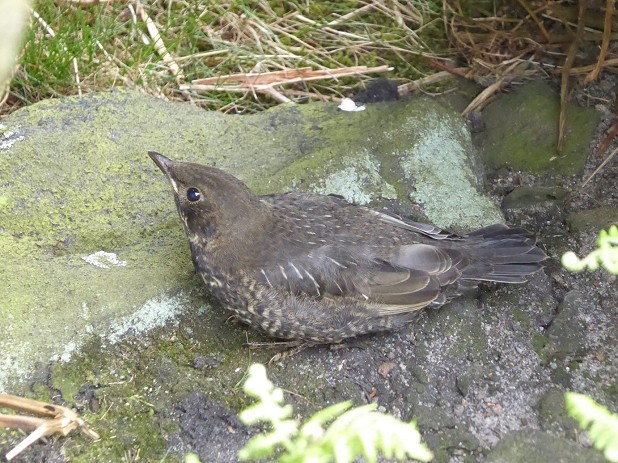 A juvenile Ring Ouzel, identified by its more mottled and feathery appearance  © Kim Leyland