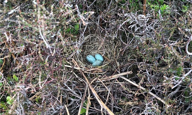 A Ring Ouzel nest usually has somewhere between 3-4 eggs  © Rob Greenwood - UKC
