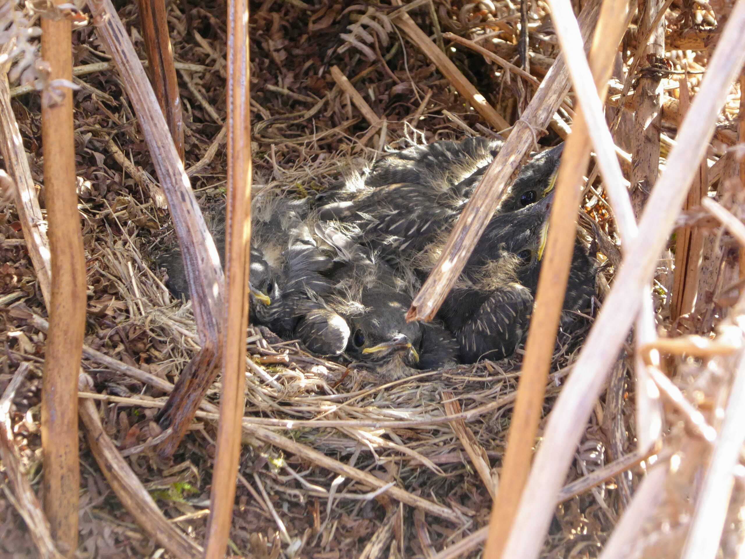 Four Ring Ouzel chicks around 11 days old, not far off fledging  © Kim Leyland