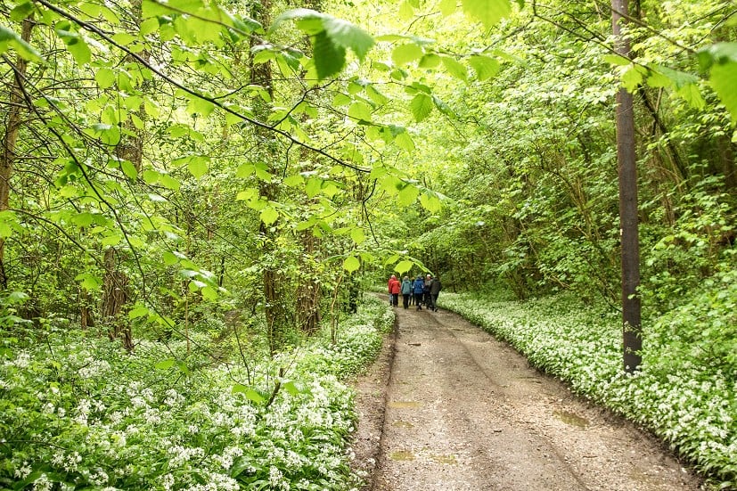 By late spring the wild garlic is in full flower, and past its best  © Richard Prideaux