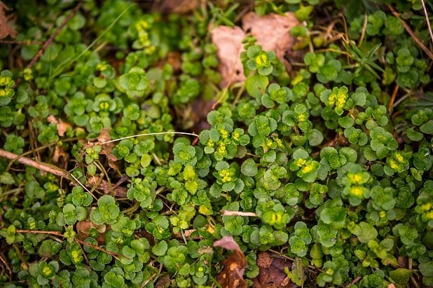 It's identified by its pairs of rounded green leaves and small golden flowers  © Richard Prideaux