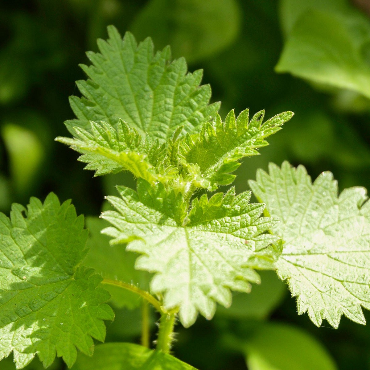 Nettles, a classic early spring hedgerow staple. Get them while they're young  © Richard Prideaux