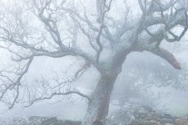Tree In Mist On Conwy Mountain