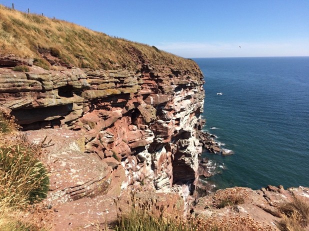 Here, thousands of birds coexist on the eroded ledges of the cliff  © Nina Clouston