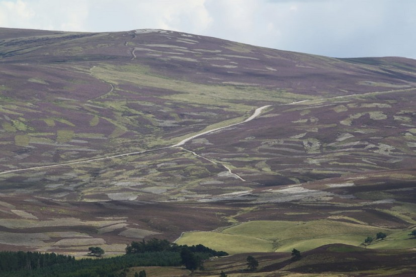 Muirburn produces a characteristic patchwork effect. This highly managed landscape is a virtual monoculture  © REVIVE