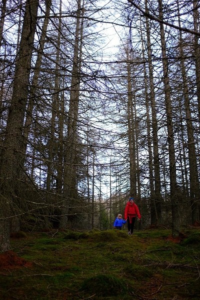 Wandering around the woods in the daylight hours  © Calum McBain
