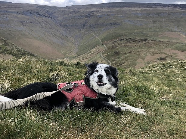 In sheep country, keep the mutt on a lead no matter how well behaved  © Andy Ovens