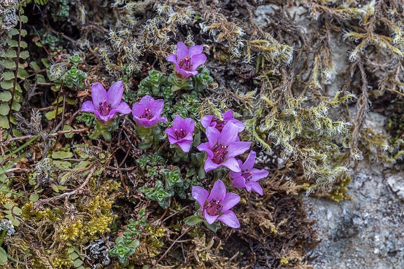 Purple Saxifrage.  © Tom Dodd
