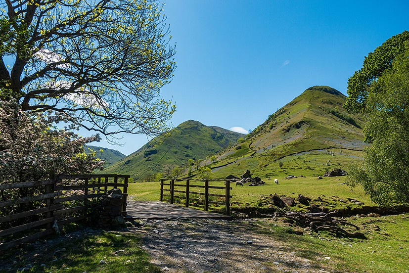High Hartsop Dodd turns purple with bluebells in spring  © Lesley Williams