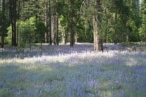 bluebells, Yosemite