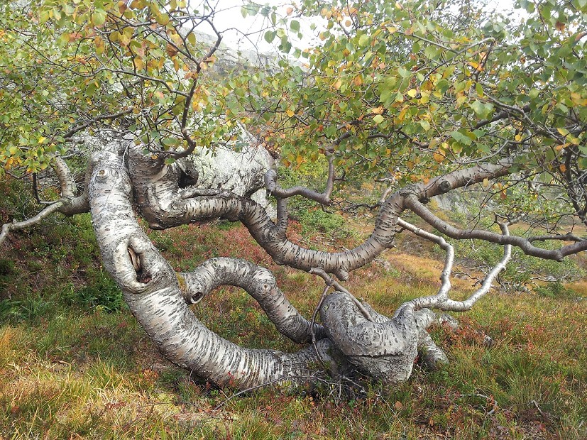 Montane birch in Hunndalen Rogaland  © Duncan Halley