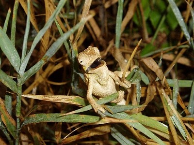 Cheeky Lizard in Kenya  © GeorgeBurgess