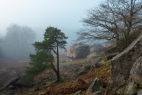 Foggy day at the Plantation