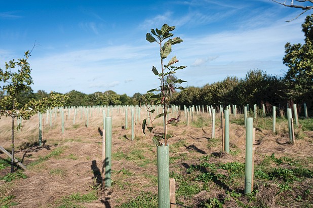 Tree planting at Langham Farm Meadow  © Nikwax