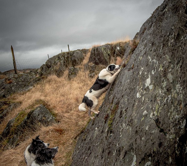 Collie ascending to Collie's Ledge.  D (dog) E10 .. with onlookers  © John Malley