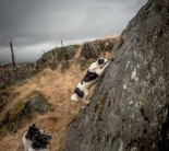 Collie ascending to Collie's Ledge.  D (dog) E10 .. with onlookers