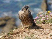 Very young peregrine after successful first flight (Devon)