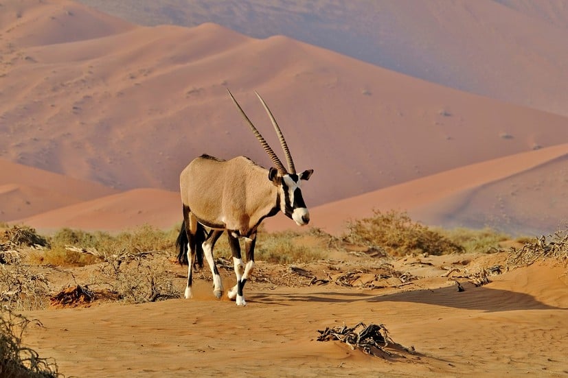 Oryx, Namib Desert.  © Robert Durran