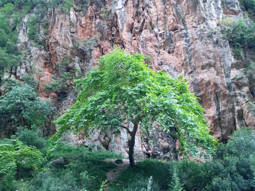Gjipe Canyon tree.  © Lee Simmons
